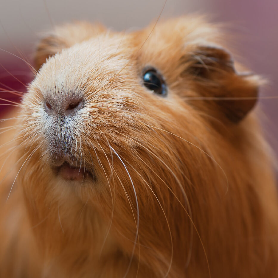 guinea pig